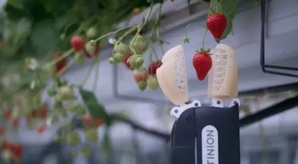 机器人能用机器视觉摘草莓 还能看出熟不熟