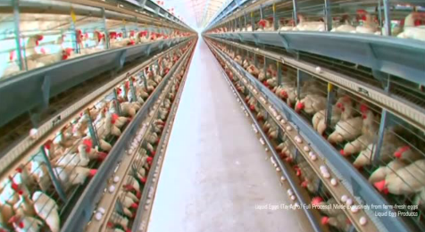 自动化养鸡+自动化杀猪 这养殖业也是绝了